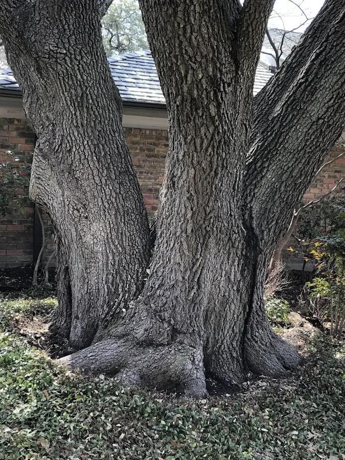 Mature heritage tree close to a Middleville property cared for by certified arborists